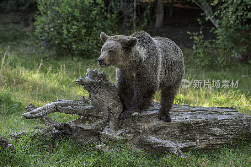 灰熊(Ursus arctos horribilis)，也被称为北美棕熊或简单的灰熊。